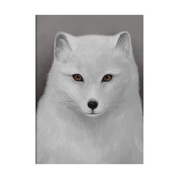 Arctic fox 포스터 - 30x40 cm - Kunskapstavlan®