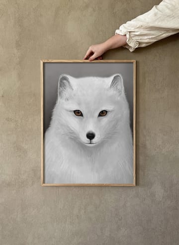 Arctic fox 포스터 - 30x40 cm - Kunskapstavlan®