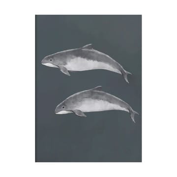 Baltic porpoise 포스터 - 30x40 cm - Kunskapstavlan®