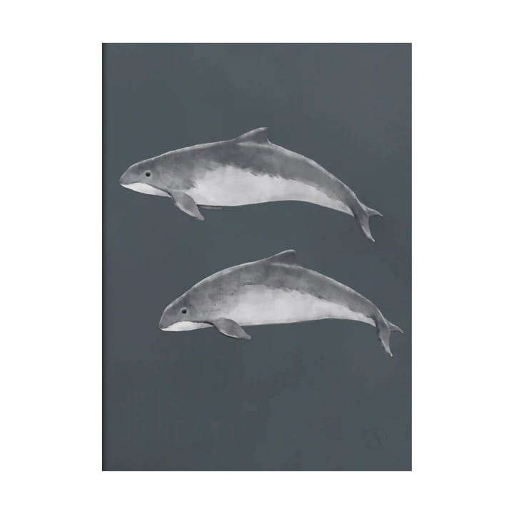 Baltic porpoise 포스터 - 30x40 cm - Kunskapstavlan®