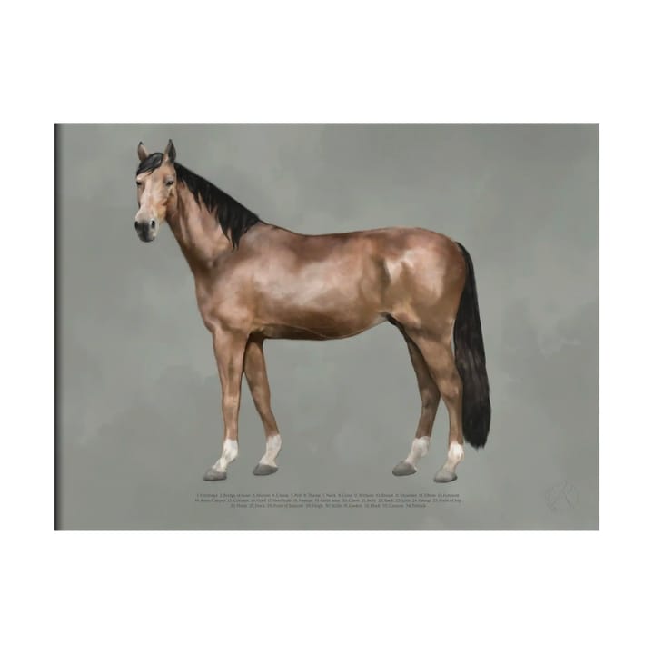 The anatomy of the horse 포스터 - 30x40 cm - Kunskapstavlan®